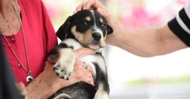 Maricá abre novas inscrições para castração de cães e gatos nesta terça-feira (14)